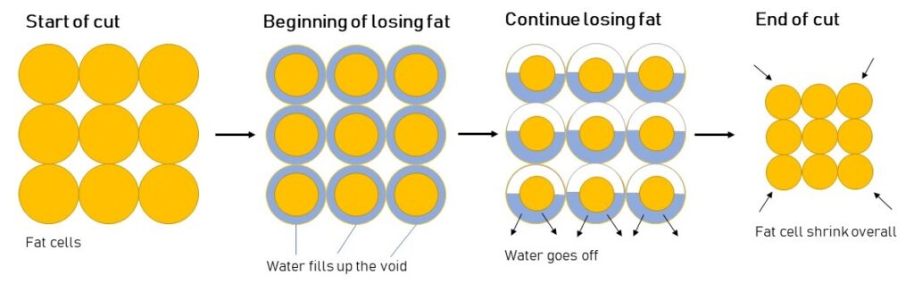 Why you did not lose fat in a deficit?
